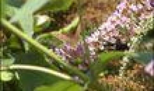 Devine qui papillonne au jardin